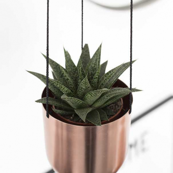 14 DIY Hanging Planter Ideas for the Bungalow
